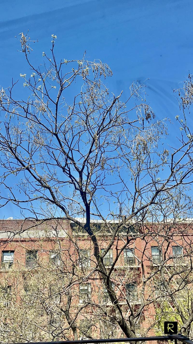 260 West 135th Street West Harlem New York NY 10030