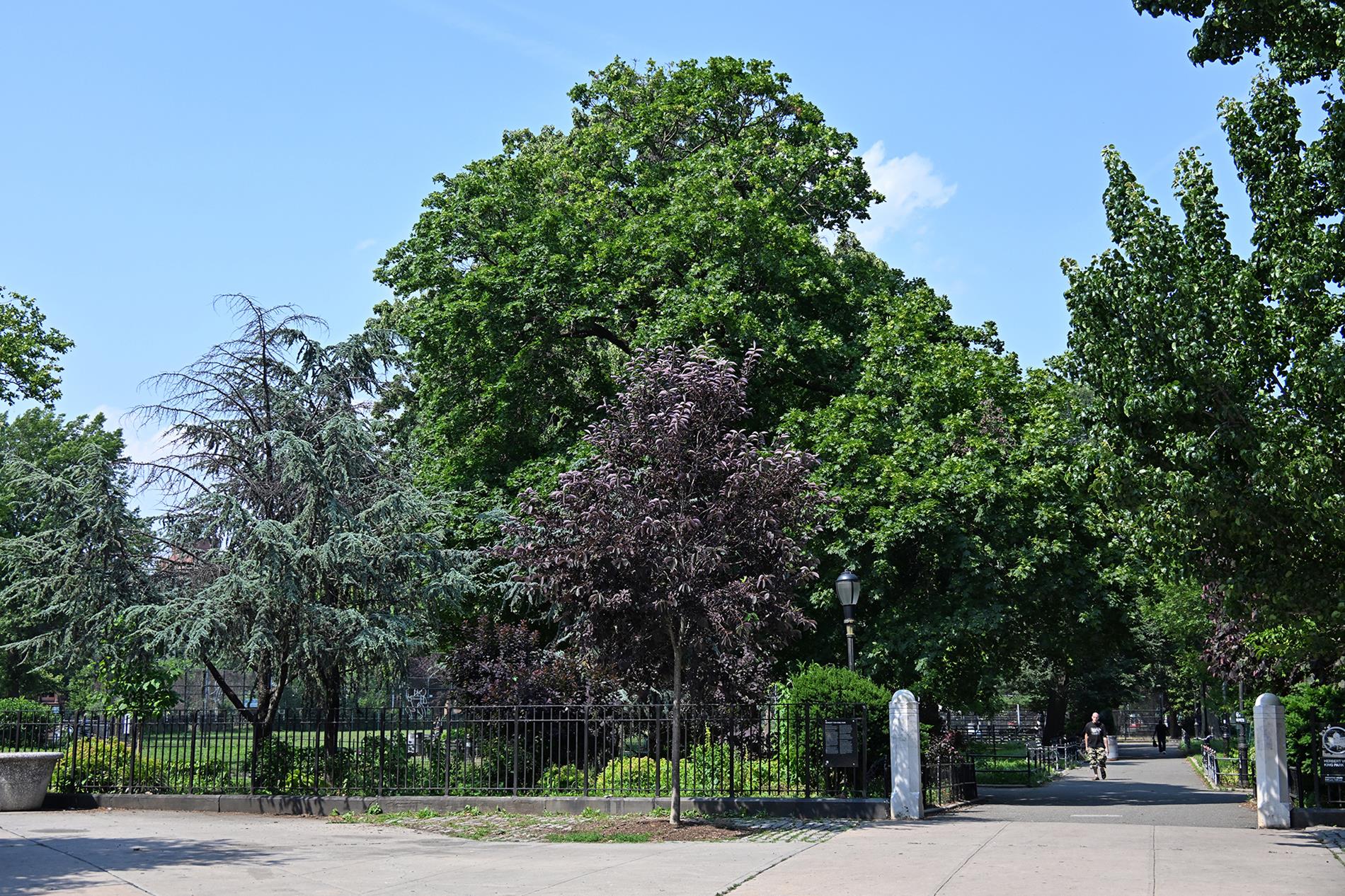 12 Halsey Street Bedford Stuyvesant Brooklyn NY 11216