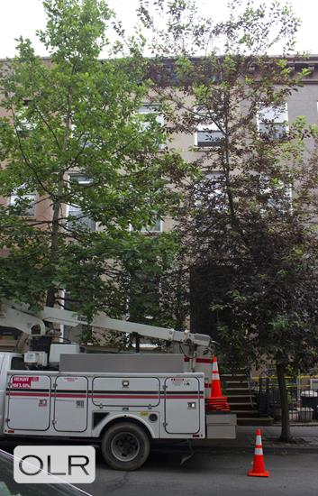 205 Clinton Street Cobble Hill Brooklyn NY 11201